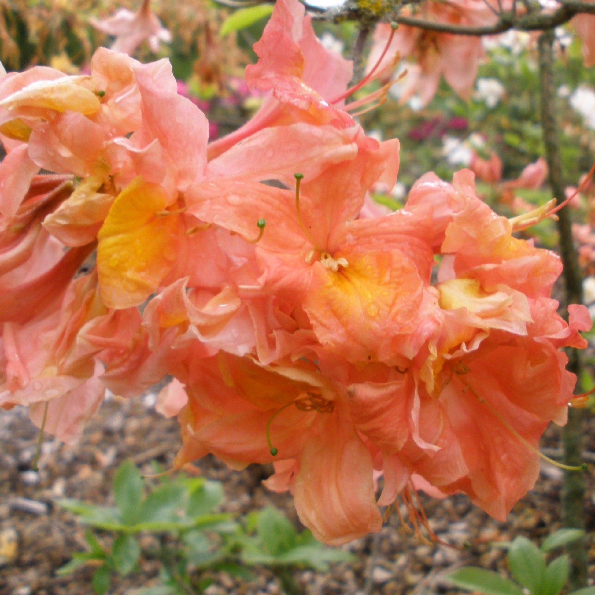 Azalea Mt  St  Helens - View 14 from www redcrocus com