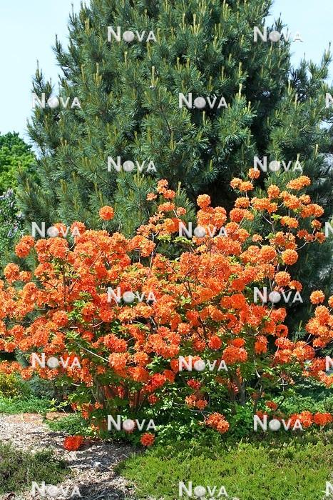 Azalea Mt  St  Helens - View 15 from www redcrocus com