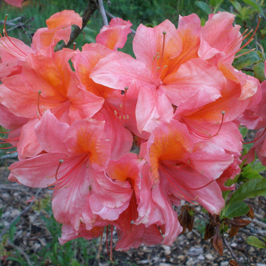 Azalea Mt  St  Helens - View 1 from www redcrocus com