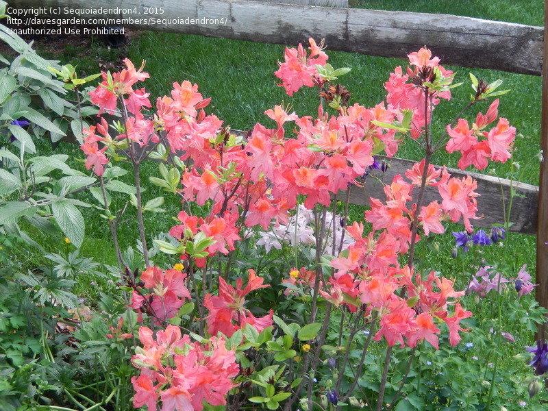 Azalea Mt  St  Helens - View 3 from www redcrocus com