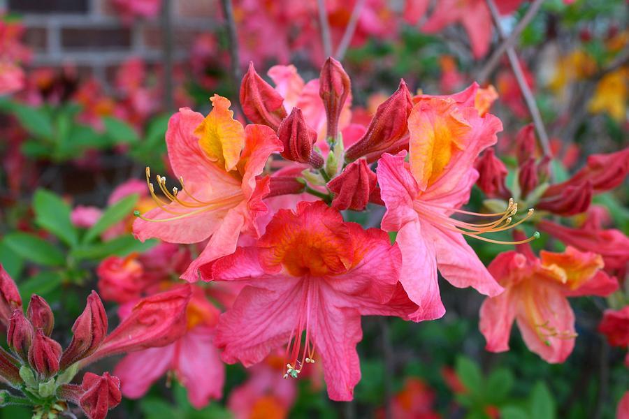 Azalea Mt  St  Helens - View 4 from www redcrocus com