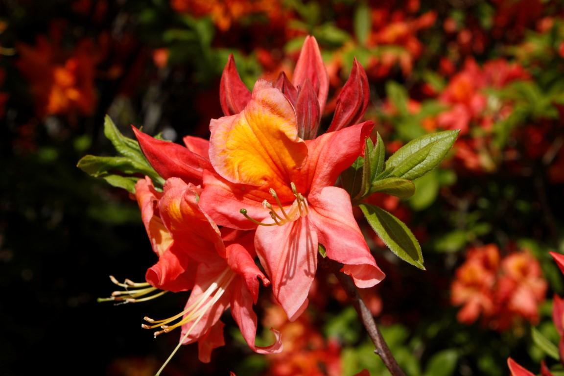 Azalea Mt  St  Helens - View 8 from www redcrocus com
