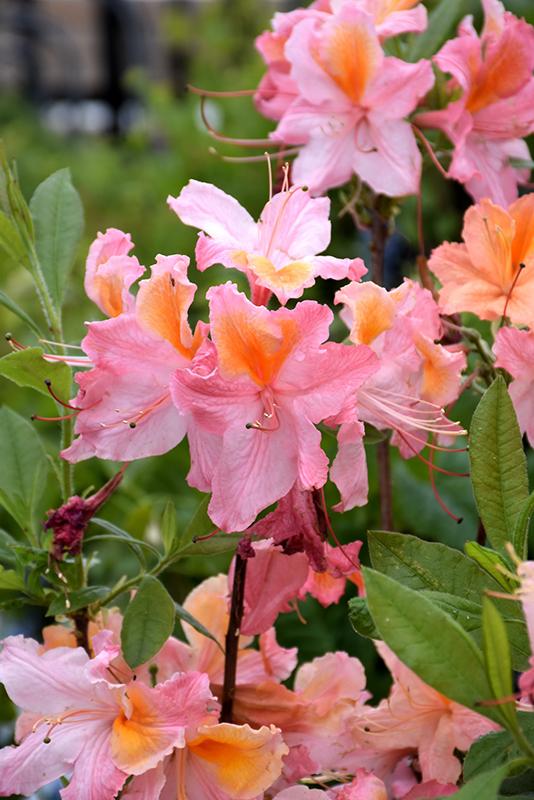 Azalea Mt  St  Helens - View 9 from www redcrocus com