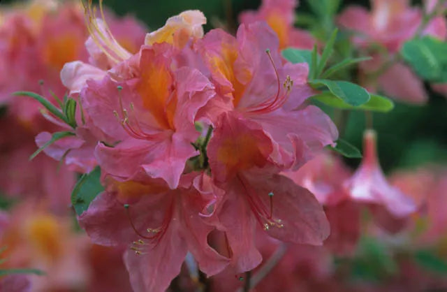 Azalea Mt  St  Helens - View 9 from www redcrocus com