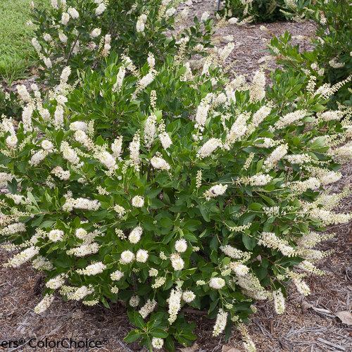 Clethra Alnifolia Vanilla Spice - View 3 from www redcrocus com