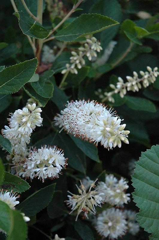Clethra Alnifolia Vanilla Spice - View 9 from www redcrocus com