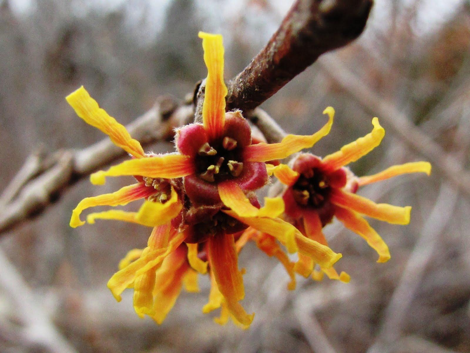 Hamamelis Vernalis - View 13 from www redcrocus com