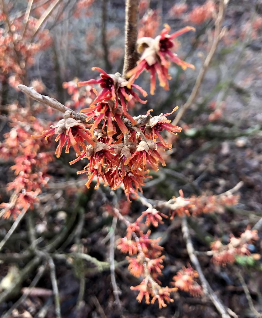 Hamamelis Vernalis - View 16 from www redcrocus com