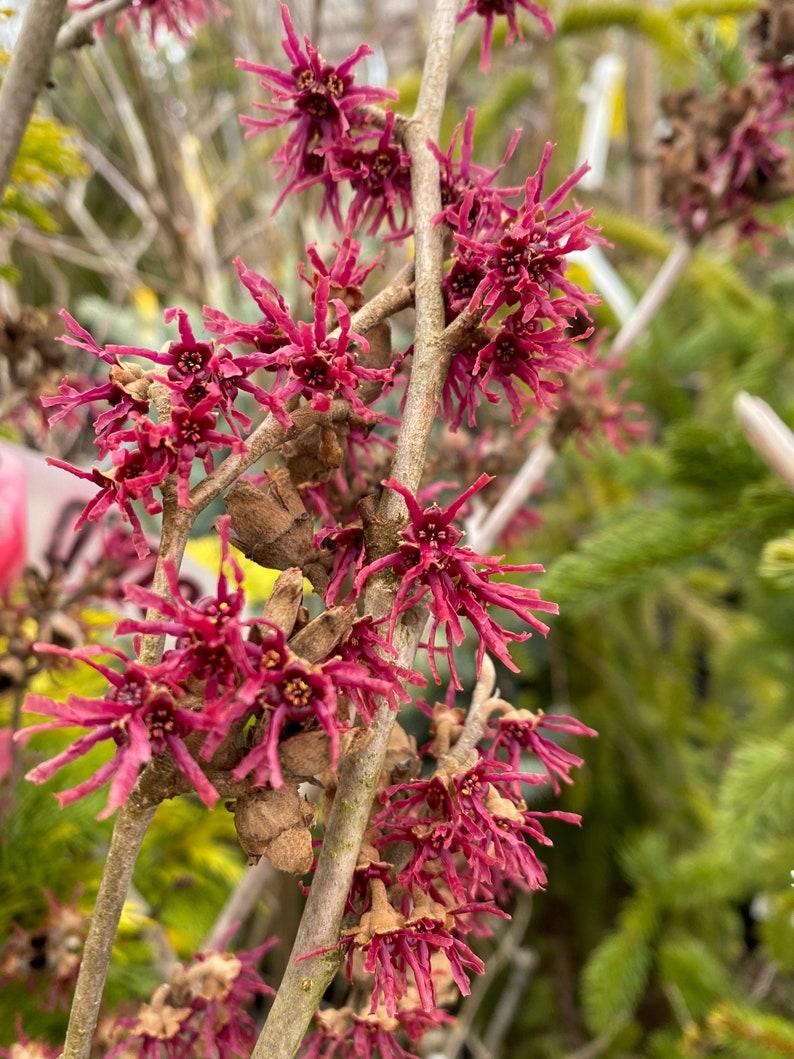 Hamamelis Vernalis - View 8 from www redcrocus com