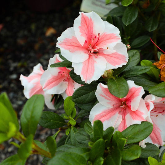 Azalea 'autumn Starburst Encore' - View 1 from www redcrocus com