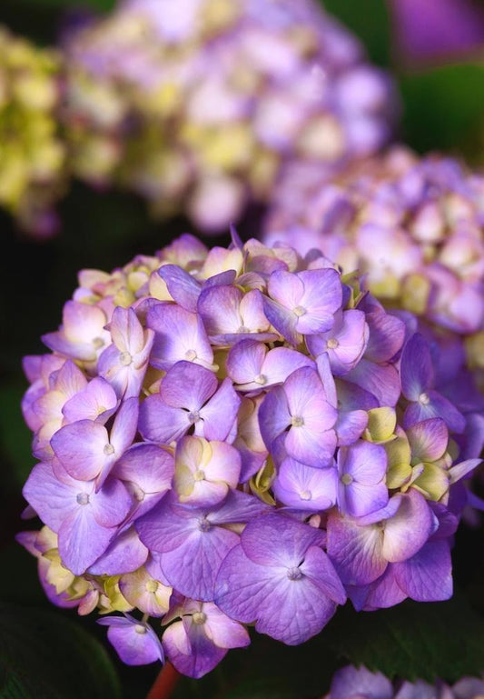 Hydrangea Macrophylla Bloomstruck - View 10 from www redcrocus com