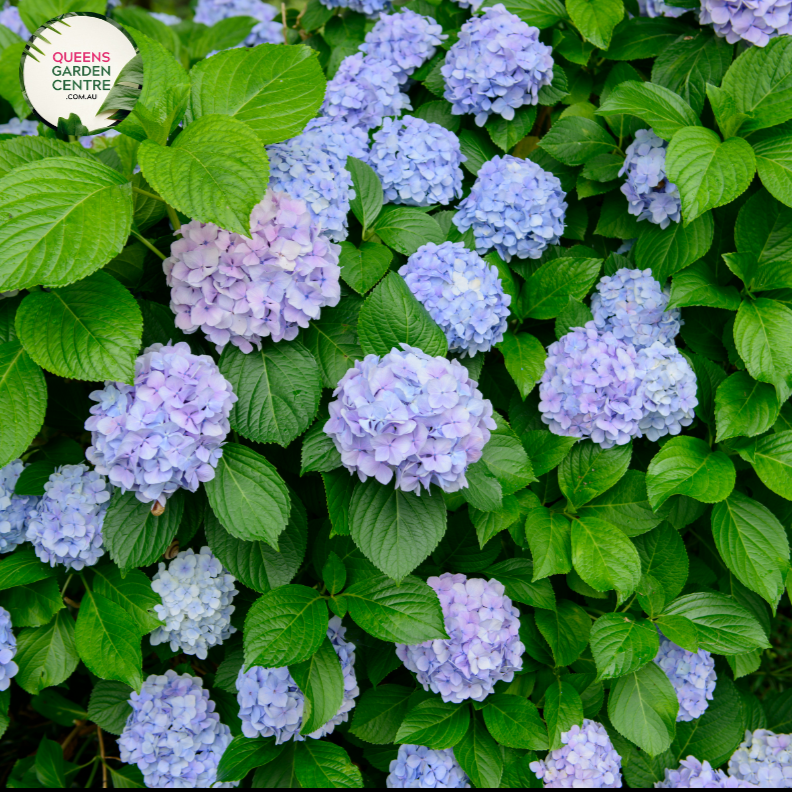 Hydrangea Macrophylla Bloomstruck - View 12 from www redcrocus com