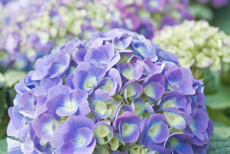 Hydrangea Macrophylla Bloomstruck - View 2 from www redcrocus com