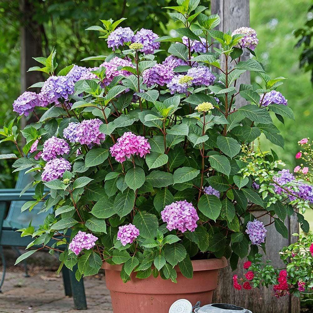 Hydrangea Macrophylla Bloomstruck - View 4 from www redcrocus com