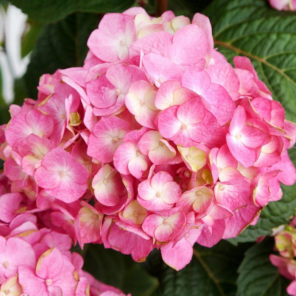 Hydrangea Macrophylla Bloomstruck - View 8 from www redcrocus com