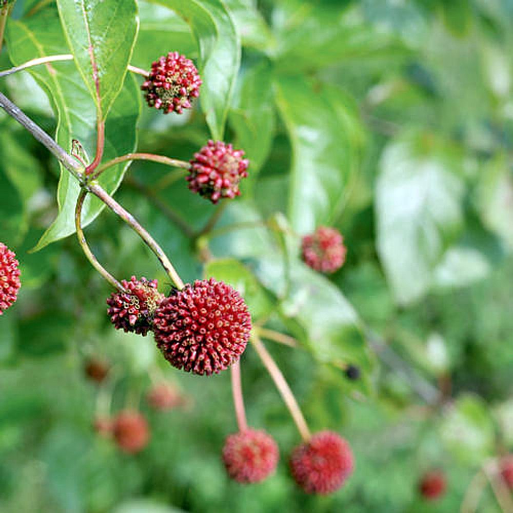 Cephalanthus Occidentalis 'sugar Shack' - View 12 from www redcrocus com