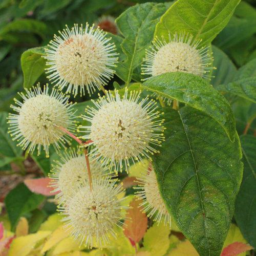 Cephalanthus Occidentalis 'sugar Shack' - View 13 from www redcrocus com