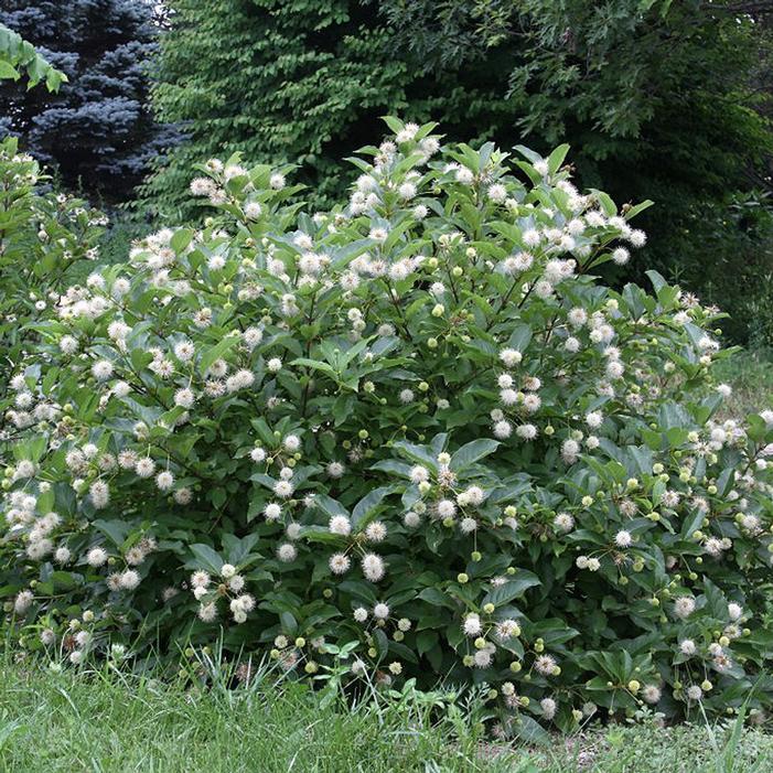 Cephalanthus Occidentalis 'sugar Shack' - View 14 from www redcrocus com