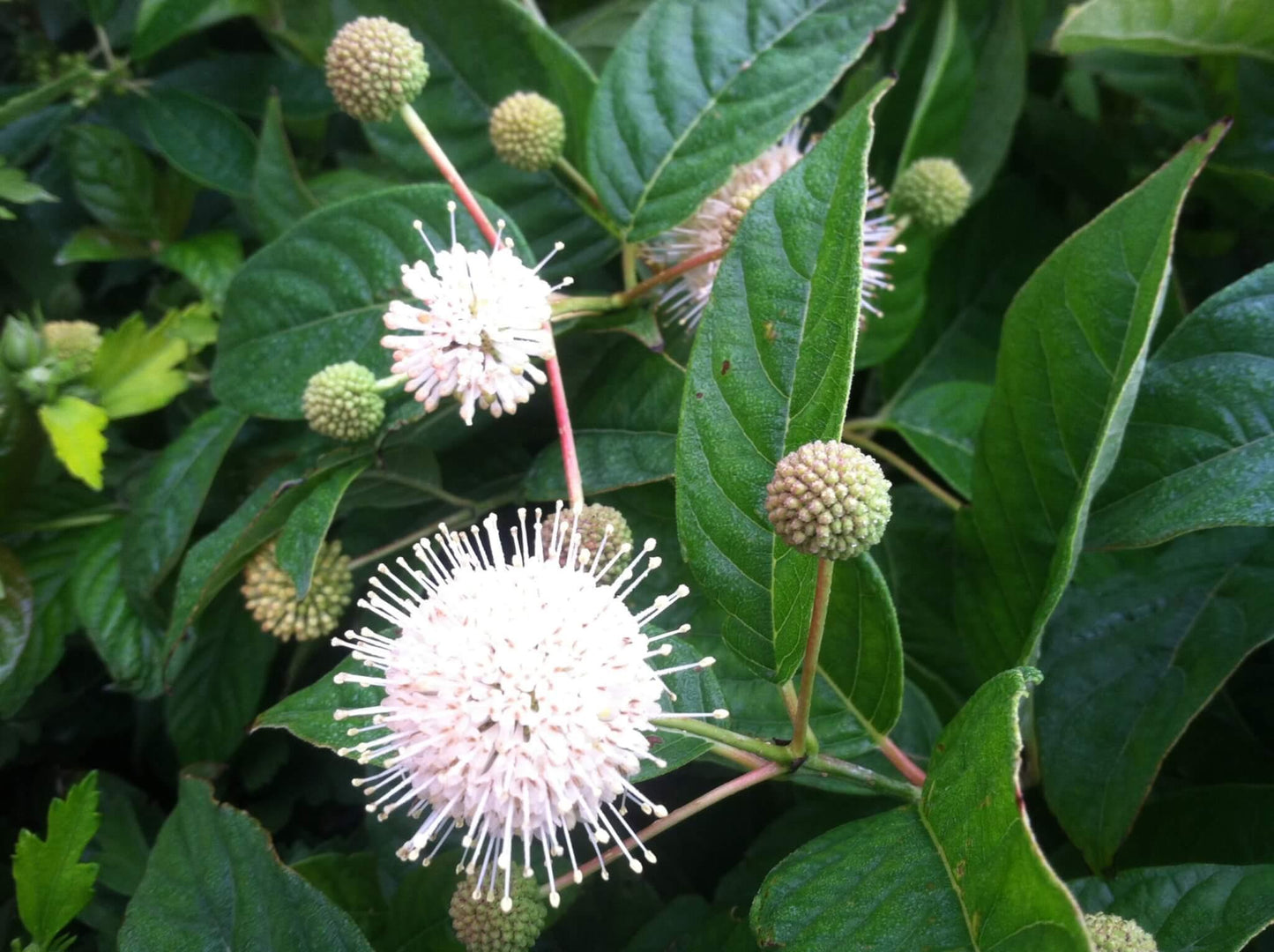 Cephalanthus Occidentalis 'sugar Shack' - View 15 from www redcrocus com