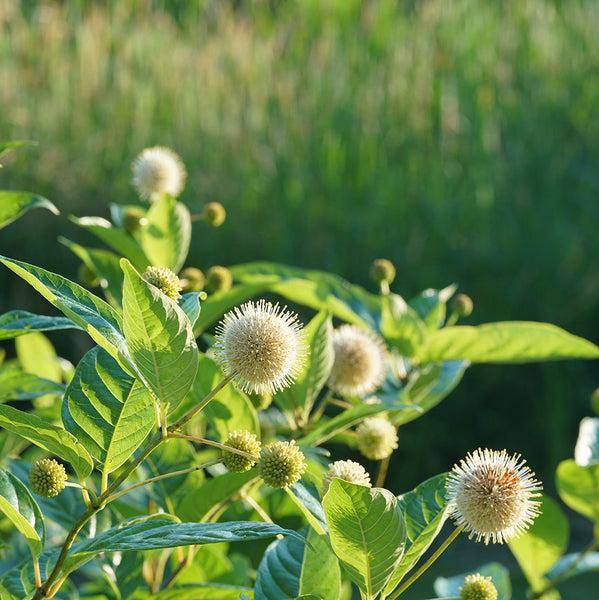 Cephalanthus Occidentalis 'sugar Shack' - View 16 from www redcrocus com