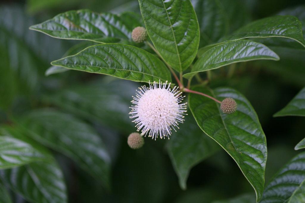 Cephalanthus Occidentalis 'sugar Shack' - View 18 from www redcrocus com