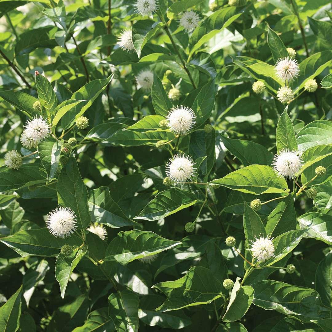 Cephalanthus Occidentalis 'sugar Shack' - View 4 from www redcrocus com