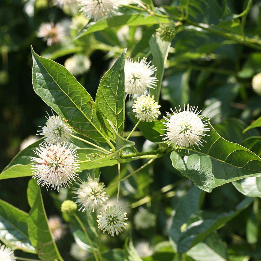 Cephalanthus Occidentalis 'sugar Shack' - View 5 from www redcrocus com