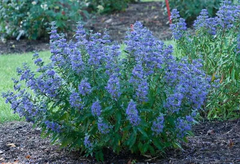 Caryopteris 'beyond Midnight' - View 24 from www redcrocus com