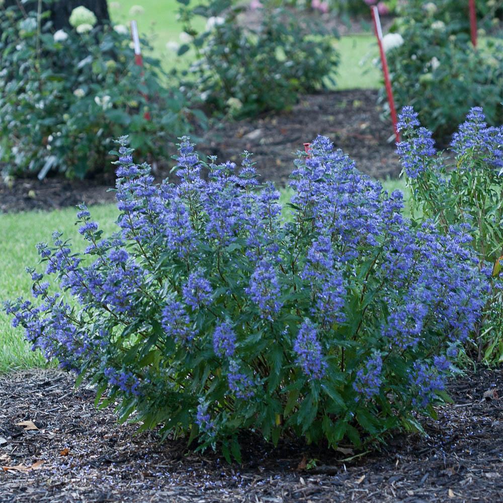 Caryopteris 'beyond Midnight' - View 26 from www redcrocus com