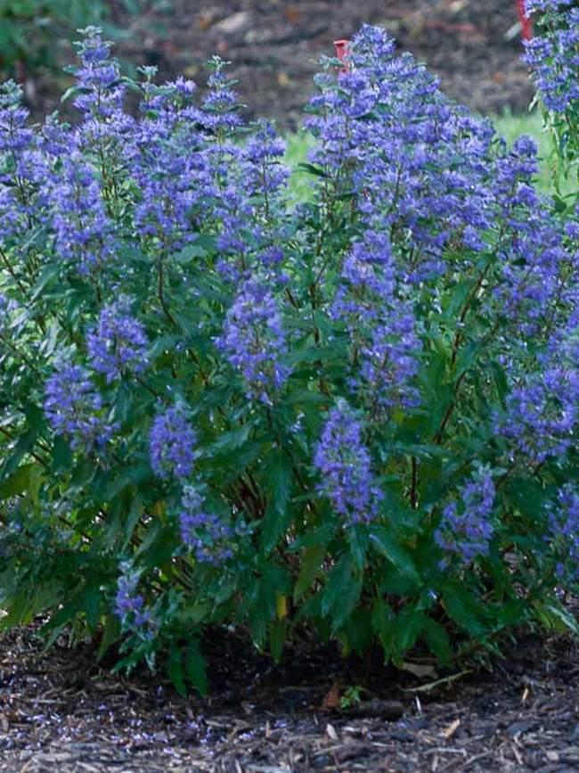 Caryopteris 'beyond Midnight' - View 2 from www redcrocus com