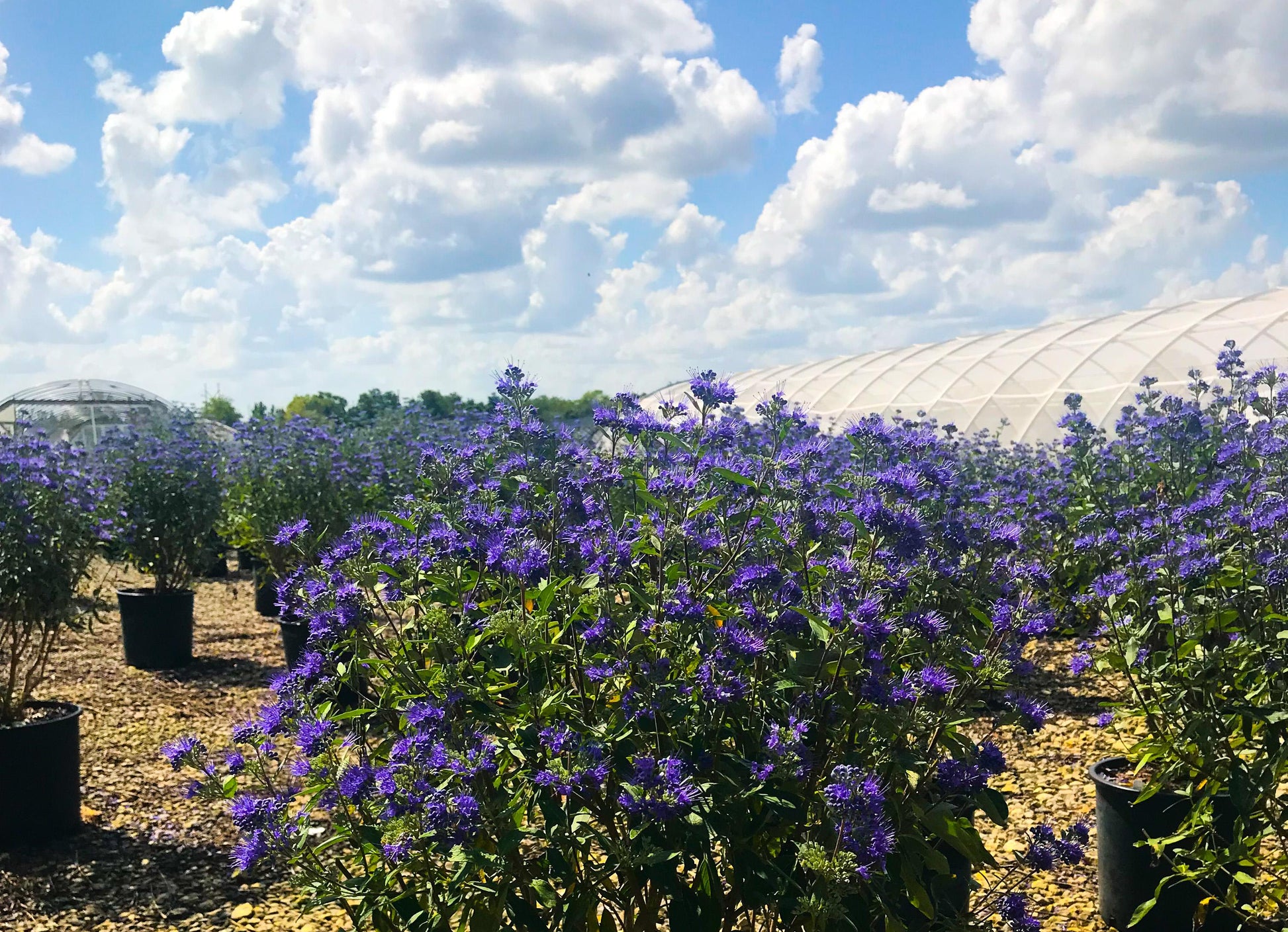 Caryopteris 'beyond Midnight' - View 32 from www redcrocus com