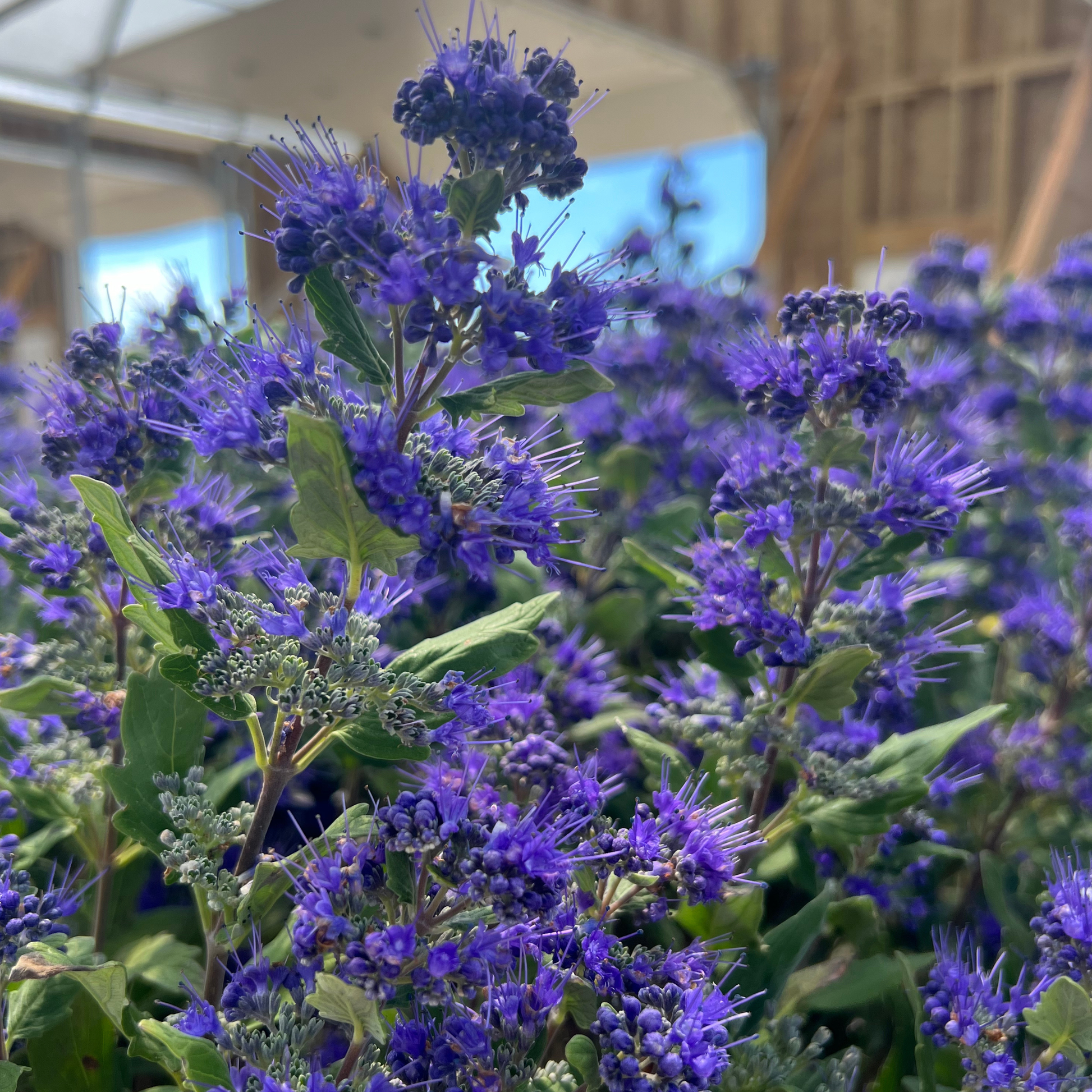 Caryopteris 'beyond Midnight' - View 33 from www redcrocus com