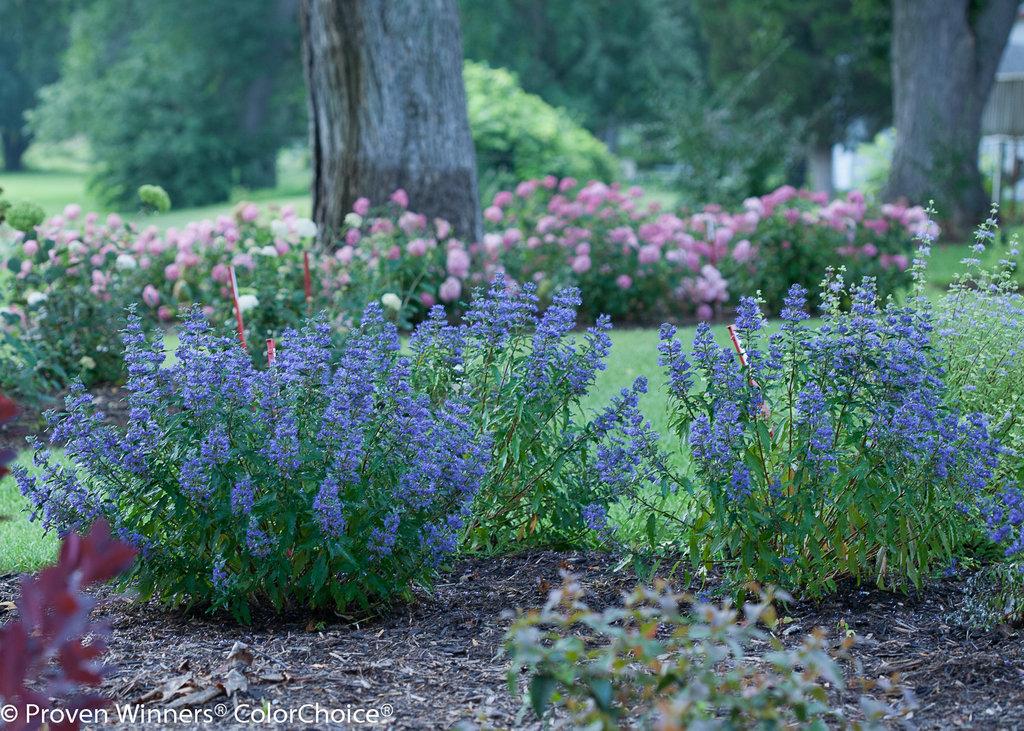 Caryopteris 'beyond Midnight' - View 5 from www redcrocus com