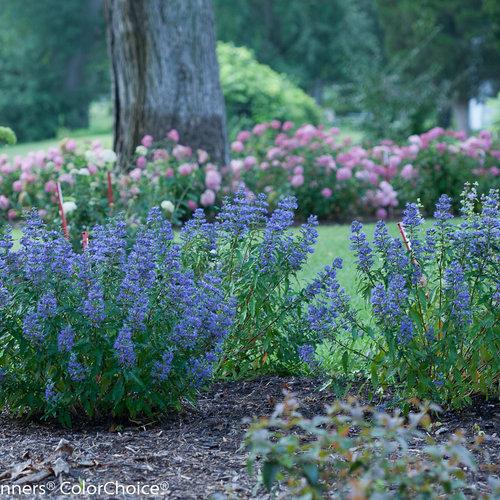 Caryopteris 'beyond Midnight' - View 6 from www redcrocus com