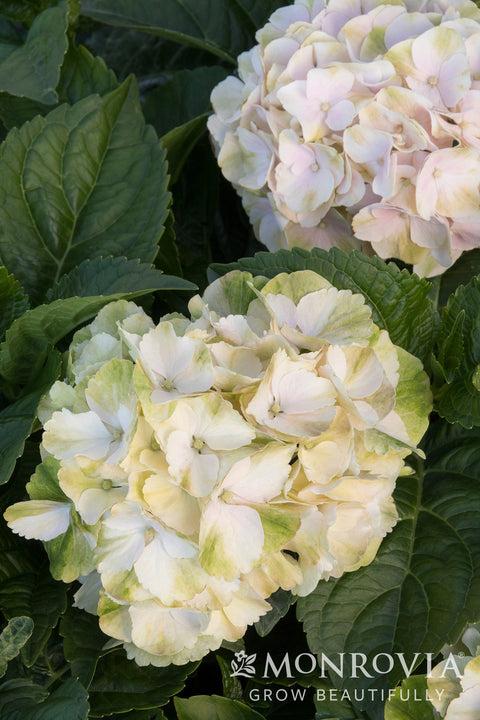 Hydrangea Macrophylla 'seaside Serenade Cape Lookout' - View 11 from www redcrocus com