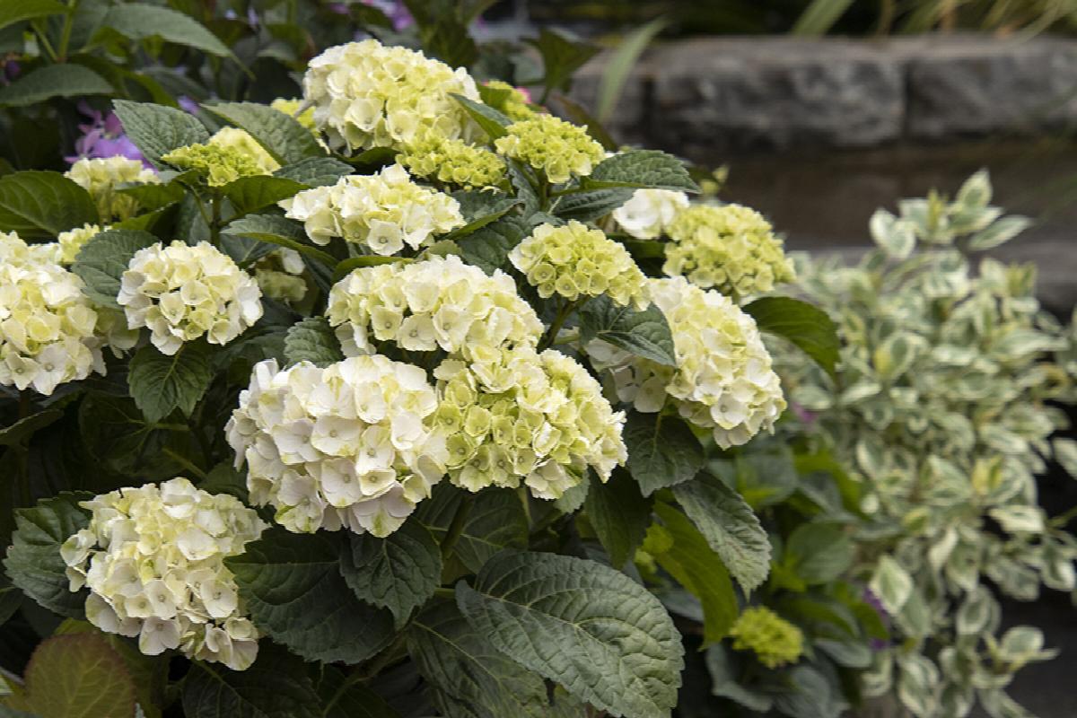 Hydrangea Macrophylla 'seaside Serenade Cape Lookout' - View 13 from www redcrocus com