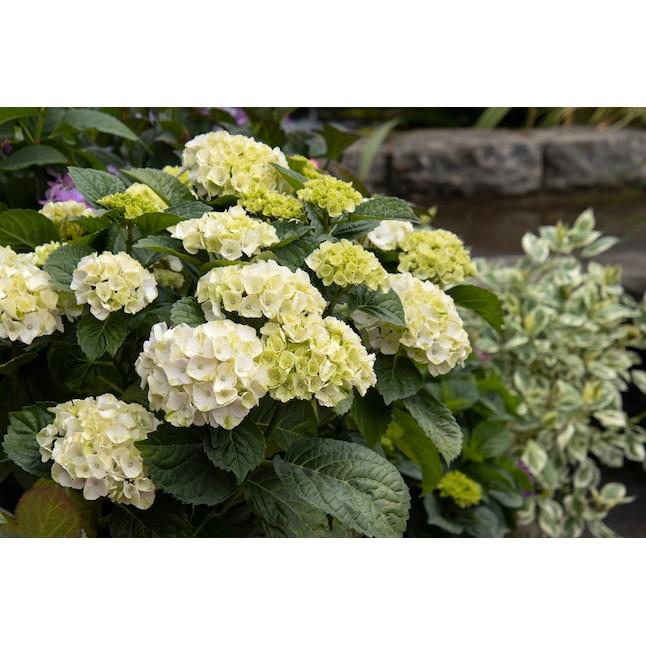 Hydrangea Macrophylla 'seaside Serenade Cape Lookout' - View 18 from www redcrocus com