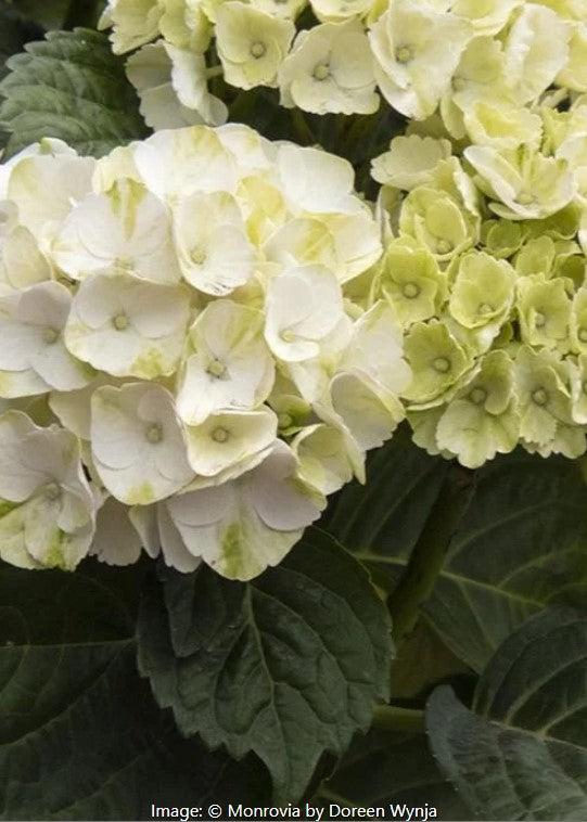 Hydrangea Macrophylla 'seaside Serenade Cape Lookout' - View 19 from www redcrocus com