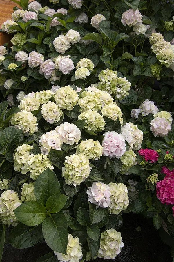 Hydrangea Macrophylla 'seaside Serenade Cape Lookout' - View 1 from www redcrocus com