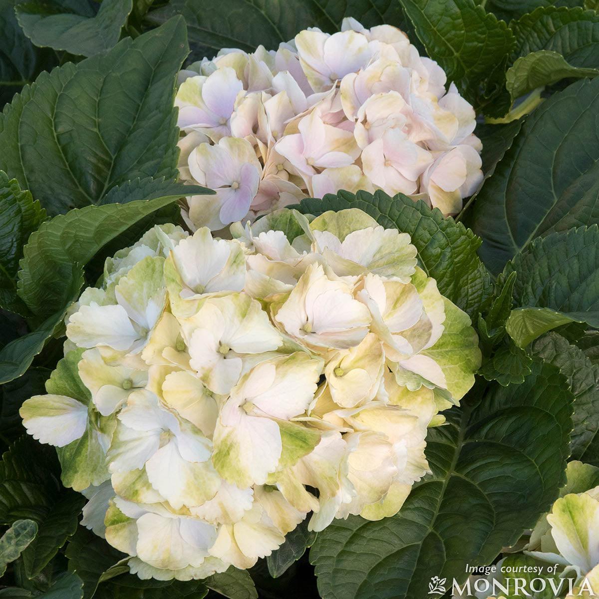 Hydrangea Macrophylla 'seaside Serenade Cape Lookout' - View 20 from www redcrocus com