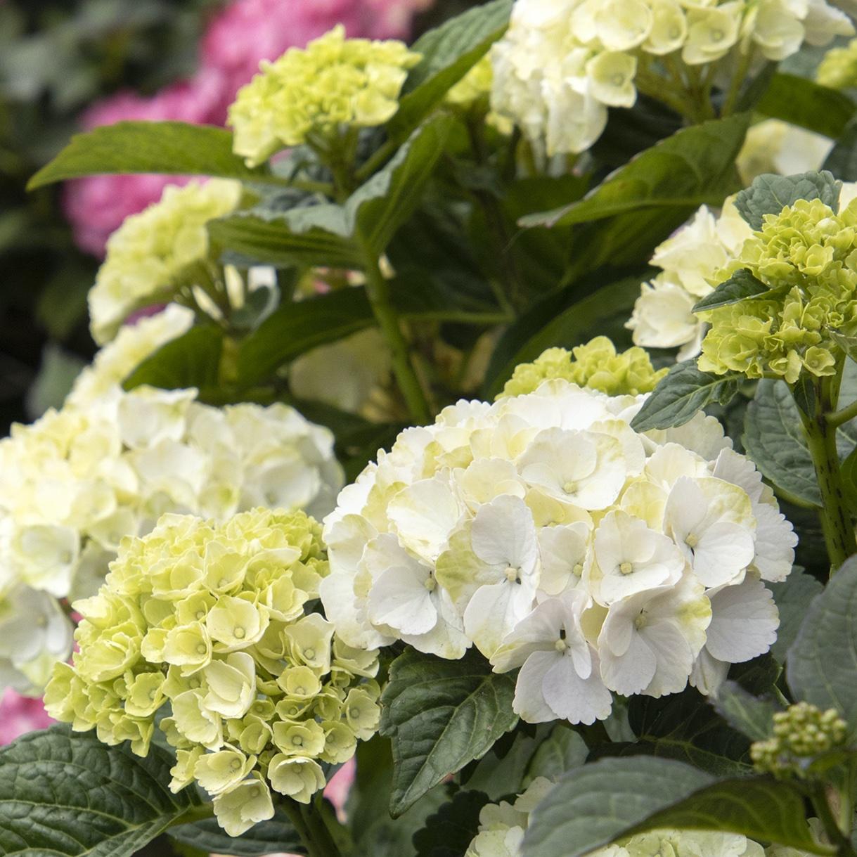 Hydrangea Macrophylla 'seaside Serenade Cape Lookout' - View 21 from www redcrocus com