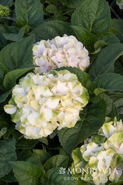 Hydrangea Macrophylla 'seaside Serenade Cape Lookout' - View 23 from www redcrocus com