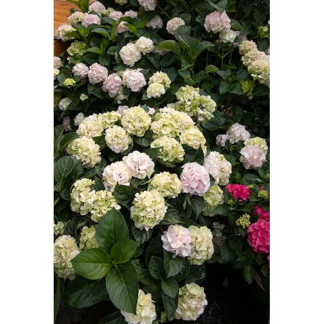 Hydrangea Macrophylla 'seaside Serenade Cape Lookout' - View 24 from www redcrocus com