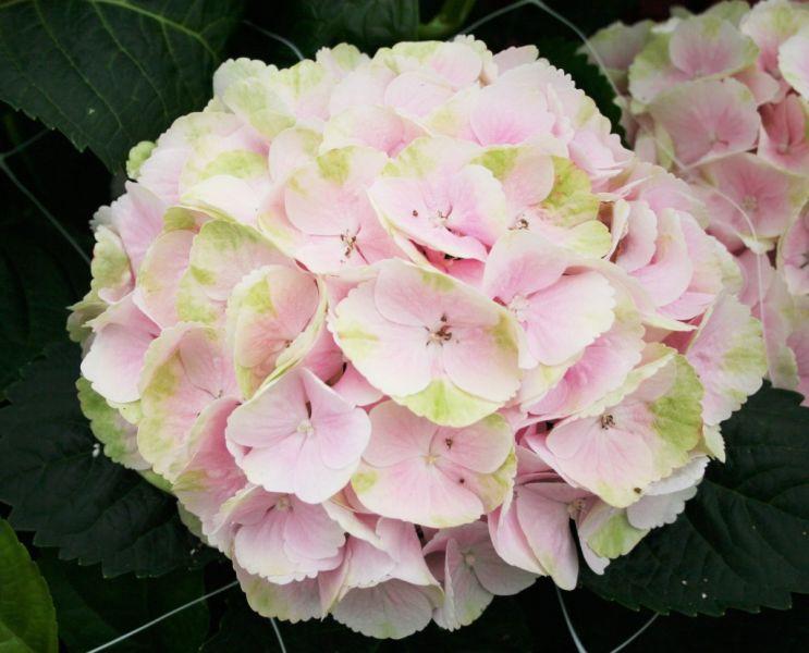 Hydrangea Macrophylla 'seaside Serenade Cape Lookout' - View 25 from www redcrocus com