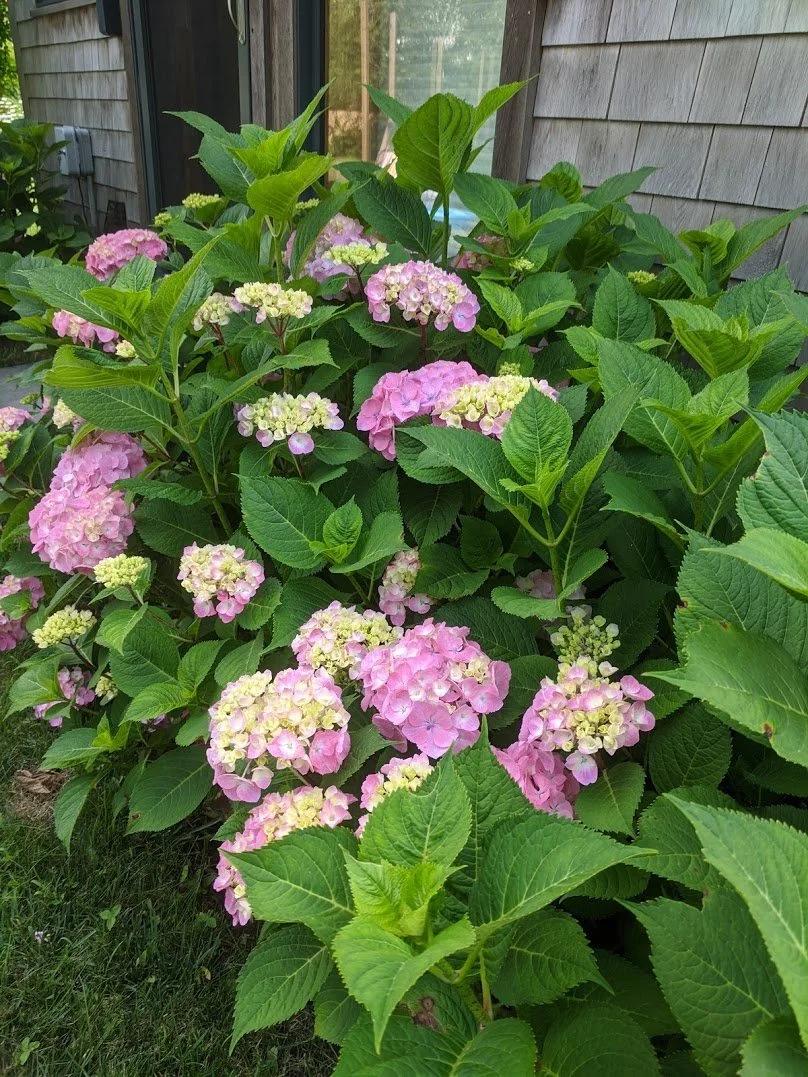 Hydrangea Macrophylla 'seaside Serenade Cape Lookout' - View 27 from www redcrocus com