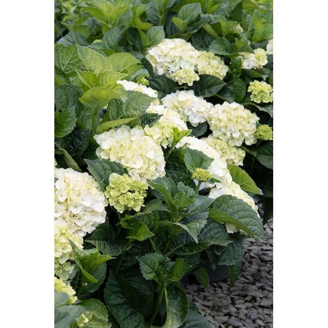 Hydrangea Macrophylla 'seaside Serenade Cape Lookout' - View 28 from www redcrocus com