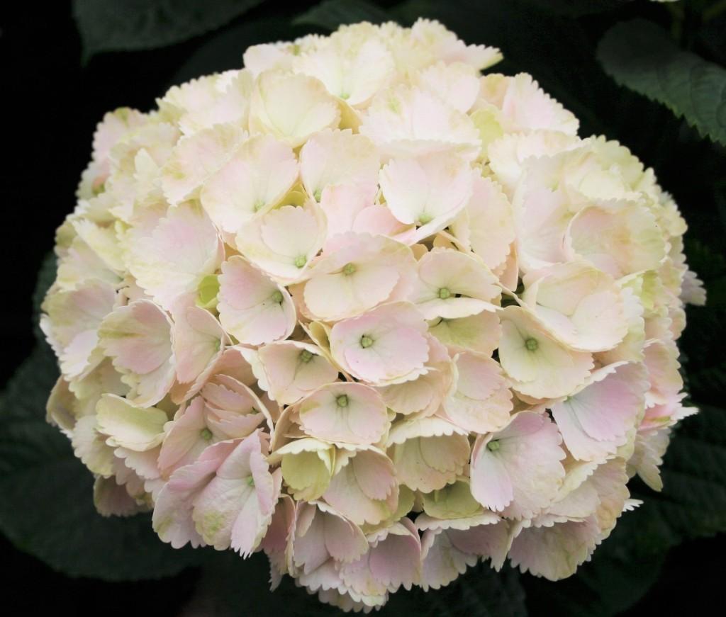 Hydrangea Macrophylla 'seaside Serenade Cape Lookout' - View 2 from www redcrocus com
