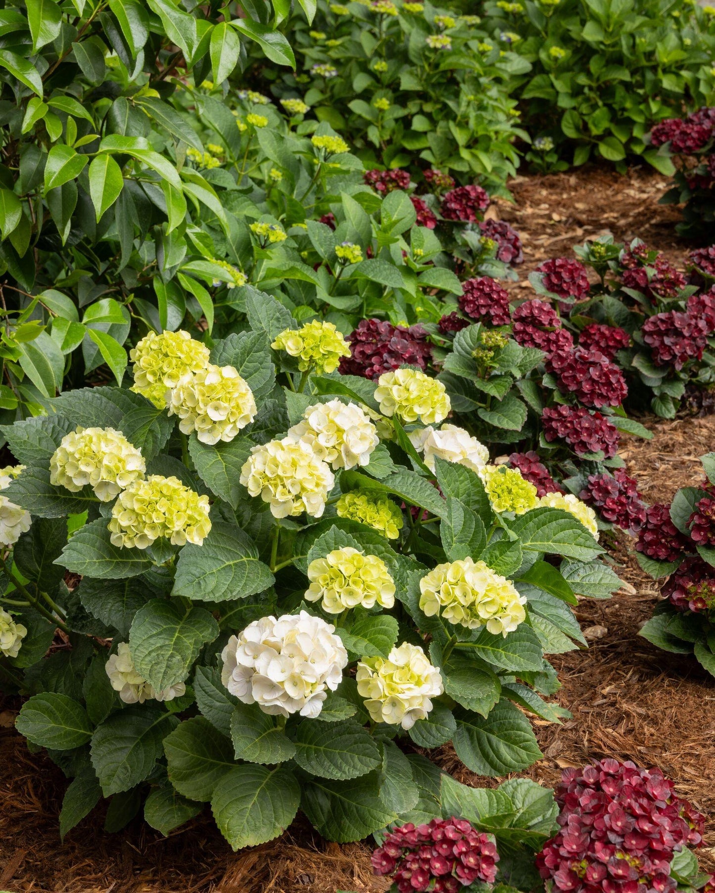 Hydrangea Macrophylla 'seaside Serenade Cape Lookout' - View 32 from www redcrocus com