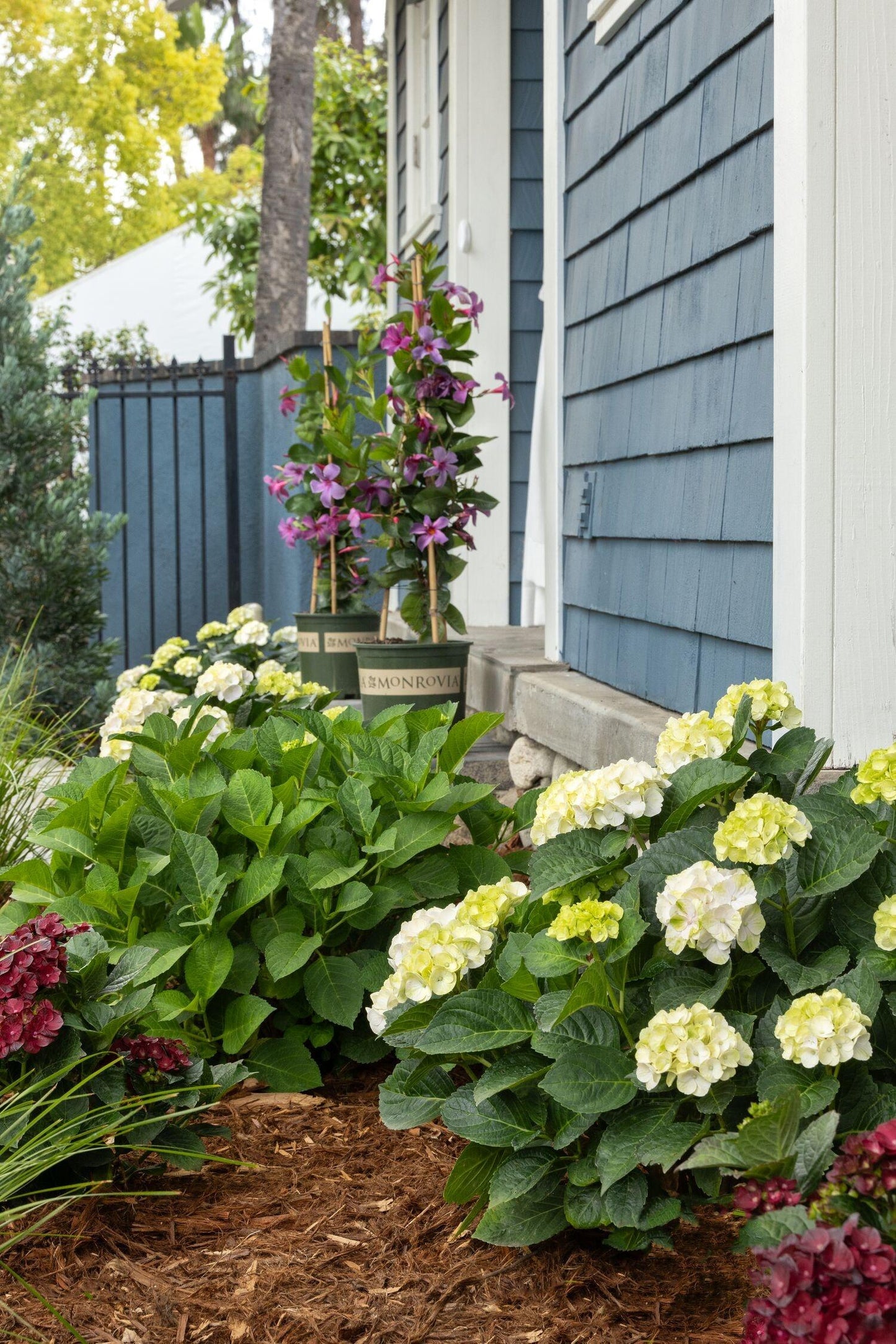 Hydrangea Macrophylla 'seaside Serenade Cape Lookout' - View 34 from www redcrocus com