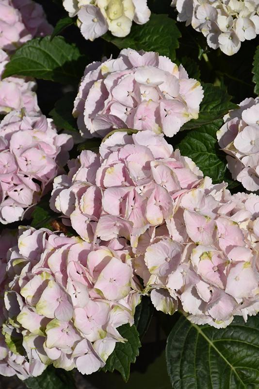 Hydrangea Macrophylla 'seaside Serenade Cape Lookout' - View 35 from www redcrocus com